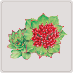 rhodiola