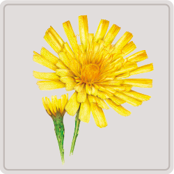 hawkweed