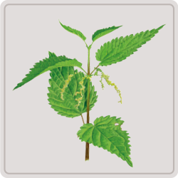 nettle